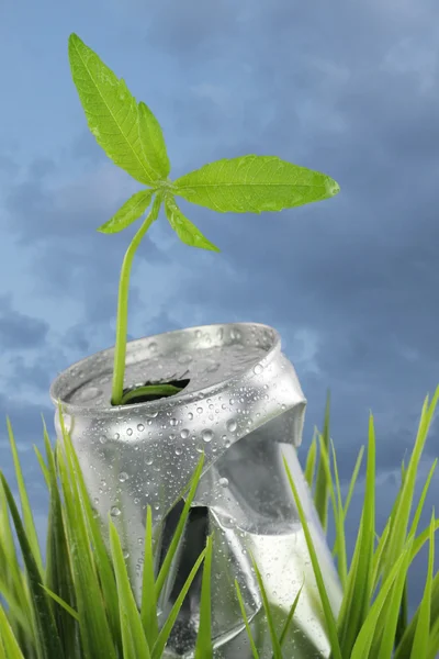 Alumínio lata molhada com planta crescente na grama verde — Fotografia de Stock