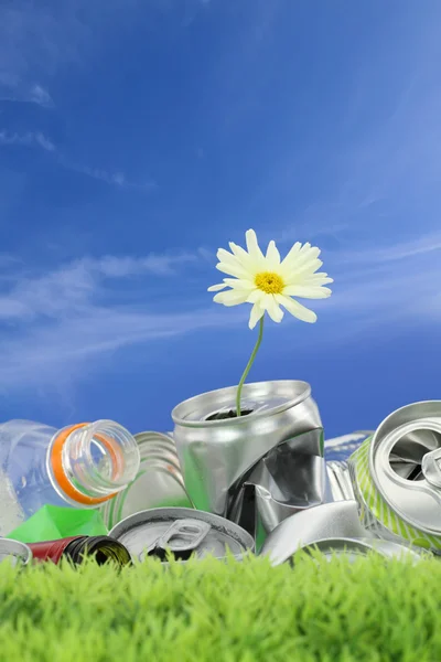 Koncepce ochrany životního prostředí. odpadky s rostoucí sedmikráska — Stock fotografie