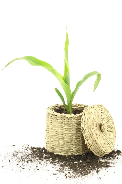 新しい生活。トウモロコシで育つ植物で、バスケット — ストック写真