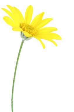 papatya çiçeği üzerinde beyaz izole