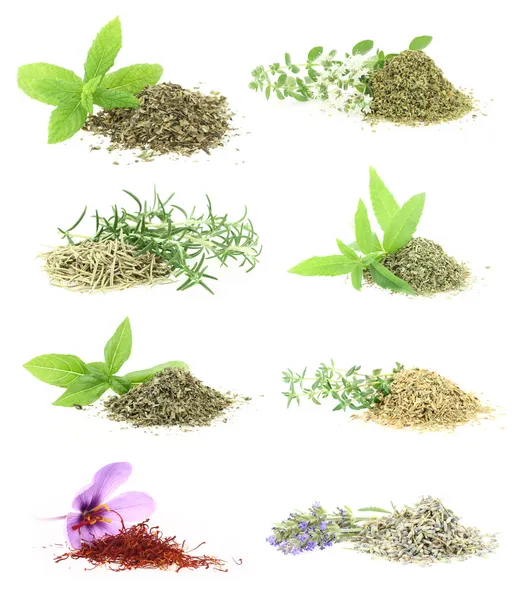 Colección de hierbas y especias — Foto de Stock