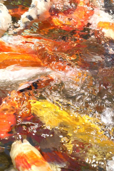 Abstraktní barvy pozadí goldfishes ve vodě — Stock fotografie
