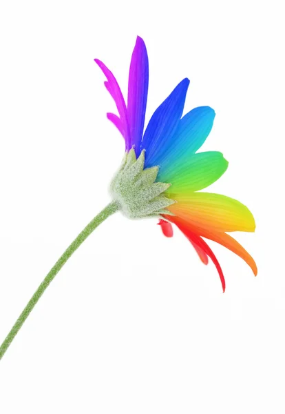 stock image Rainbow flower isolated on white