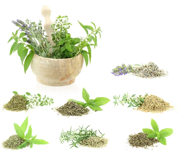 Herbs and spices collection — Stock Photo, Image