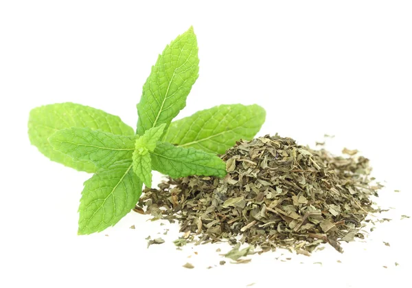 Fresh and dry mint — Stock Photo, Image