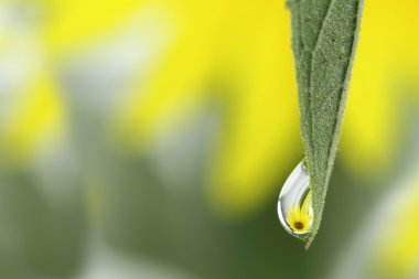 Ayçiçeği içinde bir damla yansıması