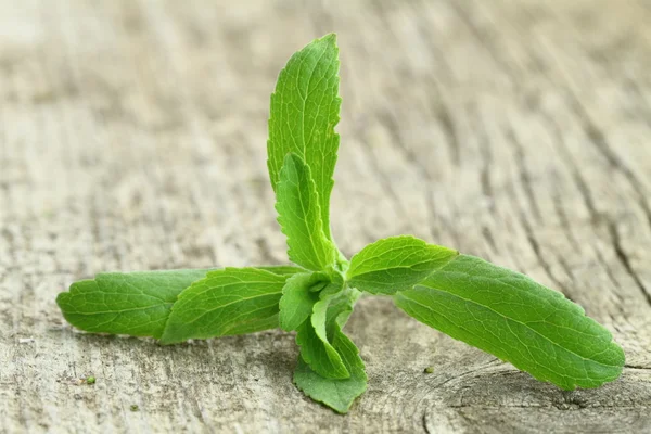 Rostliny stevia rebaudiana na dřevěné pozadí — Stock fotografie
