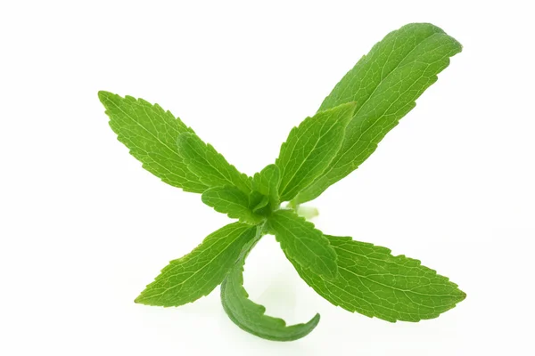 Rośliny Stevia rebaudiana na białym tle — Zdjęcie stockowe