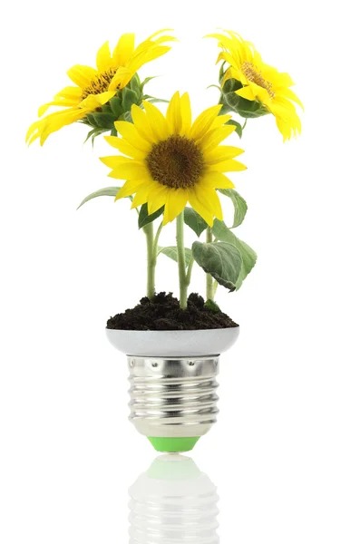 Light bulb with sunflowers inside — Stock Photo, Image