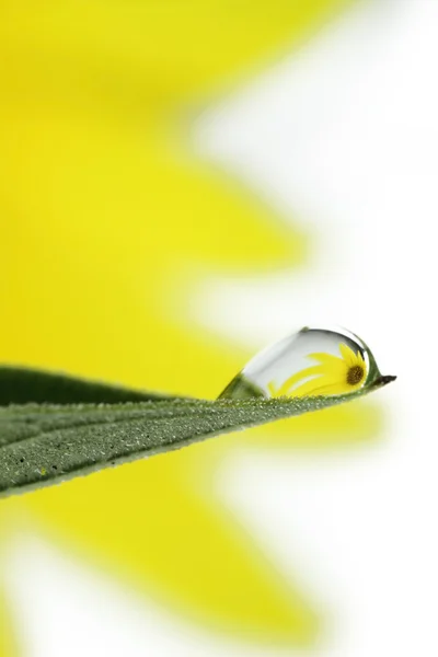 Reflexion einer Sonnenblume in einem Tropfen — Stockfoto