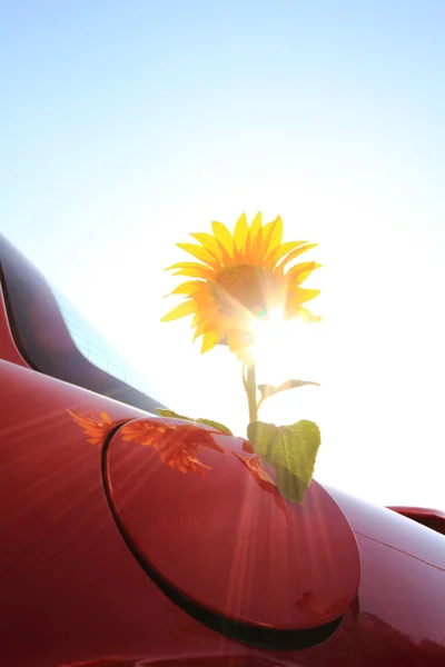 Sunflower come out of a vehicle's gas tank — Stock Photo, Image