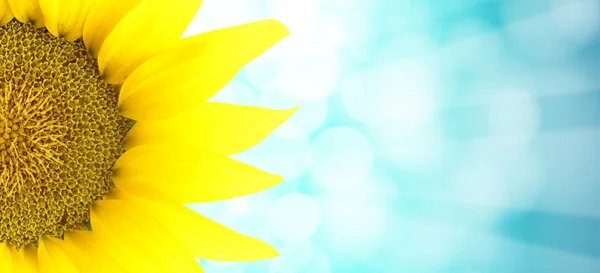 Sunflower against blue spotted background — Stock Photo, Image