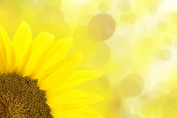 Zonnebloem tegen gele gevlekte achtergrond — Stockfoto