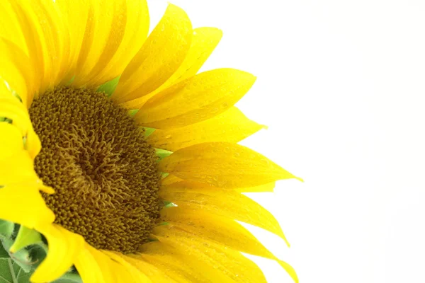 Close up of sunflower isolated on white — Stock Photo, Image