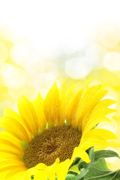 Sunflower against yellow spotted background — Stock Photo, Image