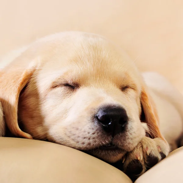 Adorable, animal, bebé, fondo, rubia, marrón, canino, acercamiento , — Foto de Stock