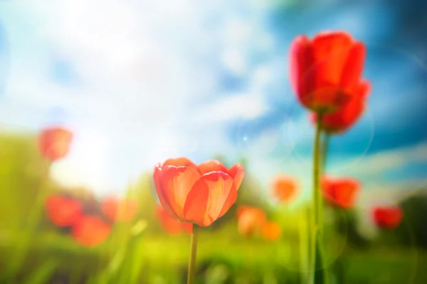 Krásné tulipány proti dramatické obloze — Stock fotografie
