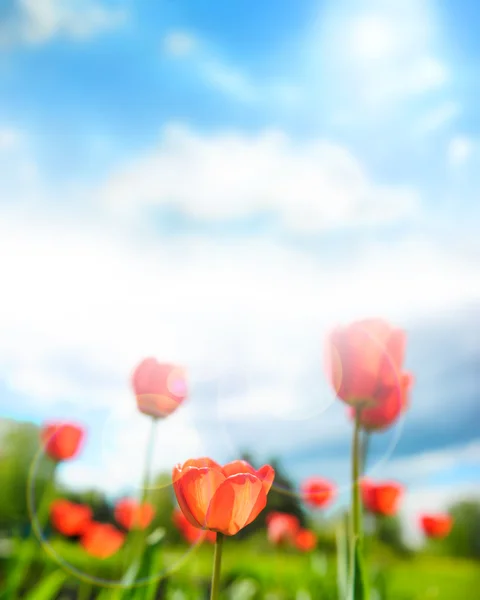 Piękne tulipany przeciwko dramatyczne niebo — Zdjęcie stockowe