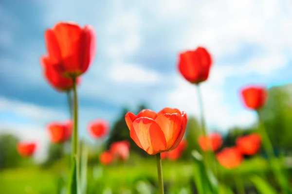 Красивые тюльпаны на фоне драматического неба — стоковое фото