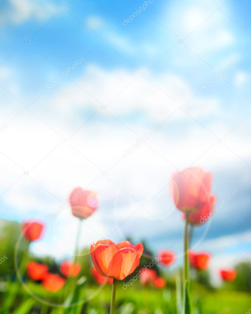 Beautiful tulips against dramatic sky