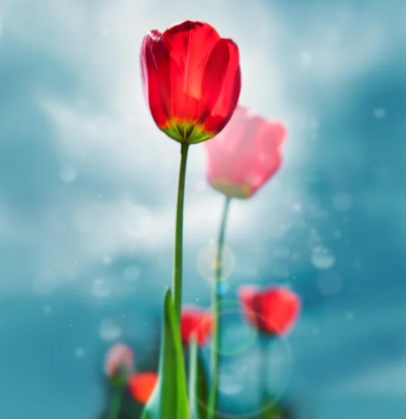 Hermosa foto de estilo retro de tulipanes contra el cielo. Crecimiento de la avena —  Fotos de Stock