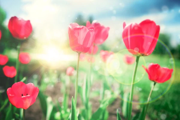 Krásné tulipány proti dramatické obloze — Stock fotografie