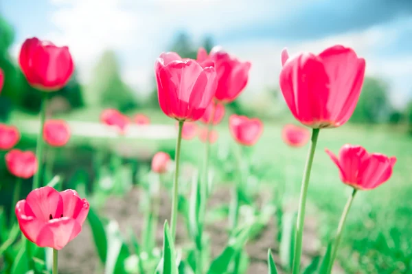 Piękne tulipany przeciwko dramatyczne niebo — Zdjęcie stockowe