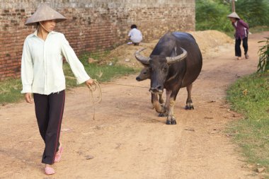 Vietnamese Farmer with Water Buffalo clipart