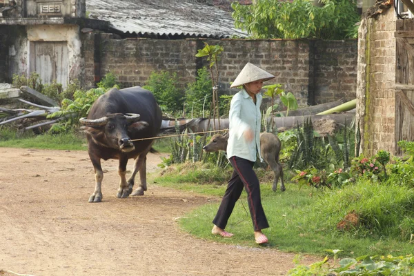 Vietnamees boer met water buffalo — Stockfoto