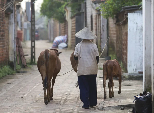 Vietnamský farmář s vodní buvol — Stock fotografie