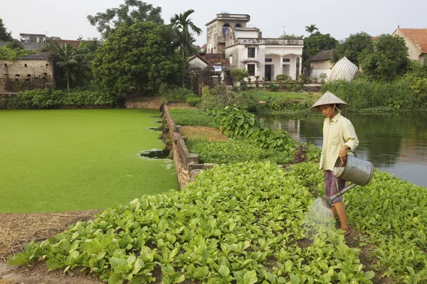 Agricoltore vietnamita che cura le colture Fotografia Stock