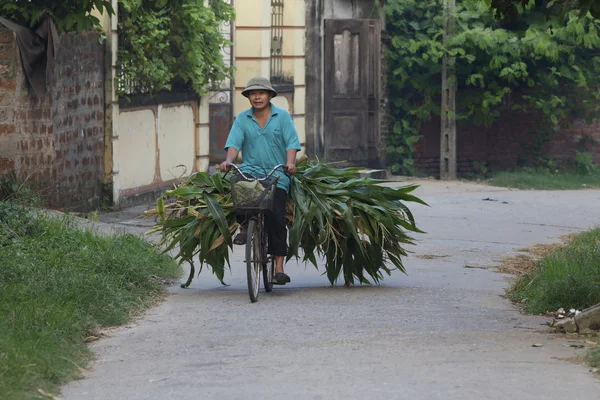 Vietnamees op fiets Stockafbeelding
