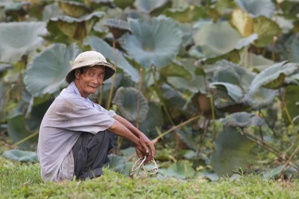 Agricultor vietnamita con plantas de loto Imágenes de stock libres de derechos