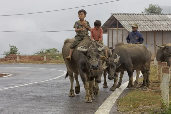 Vietnamese kinderen rijden water buffalo Stockfoto