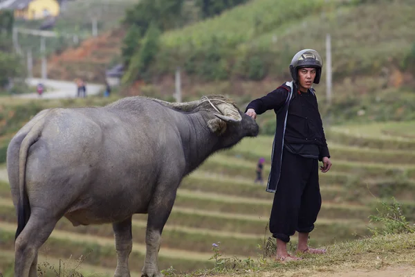 Uomo vietnamita con bufalo d'acqua — Foto Stock