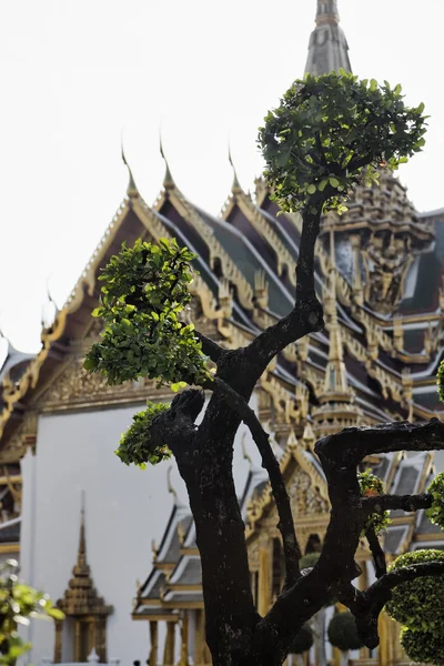 Thailand, Bangkok, Imperial Palace, Imperial city, one of the trees in the Palace garden and ornaments on the roof of a temple