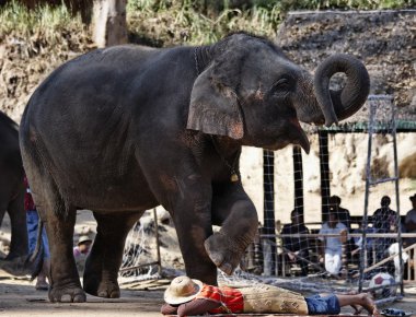 Tayland, chiang mai, Asya filleri performans