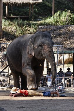 Tayland, chiang mai, Asya filleri performans