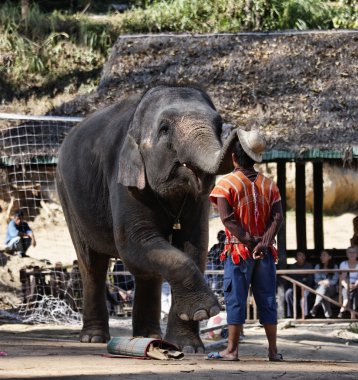 Tayland, chiang mai, Asya filleri performans