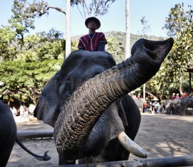 Tayland, chiang mai, Asya filleri performans