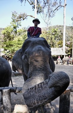 Tayland, chiang mai, Asya filleri performans