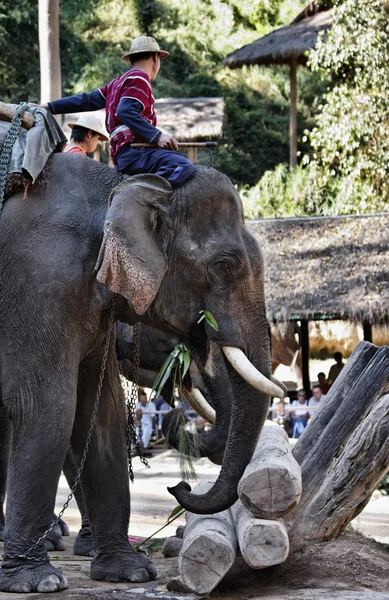 Thailandia, Chiang Mai, elefanti asiatici performance — Foto Stock