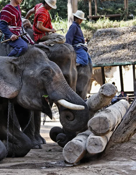 stock image Thailand, Chiang Mai, asian elephants performance