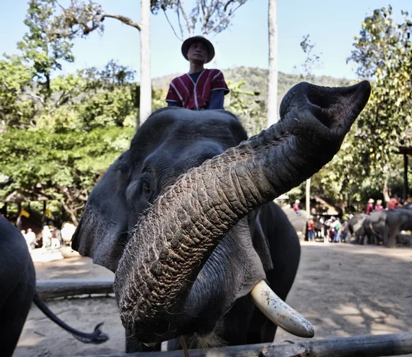 Tajlandia, chiang mai, wydajność azjatyckich słoni — Zdjęcie stockowe