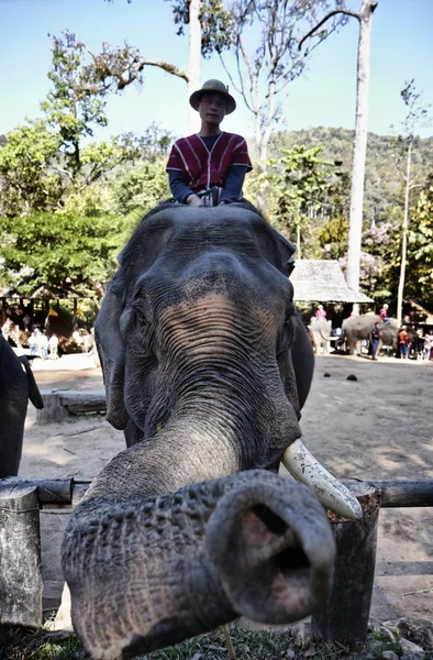 Tajlandia, chiang mai, wydajność azjatyckich słoni — Zdjęcie stockowe