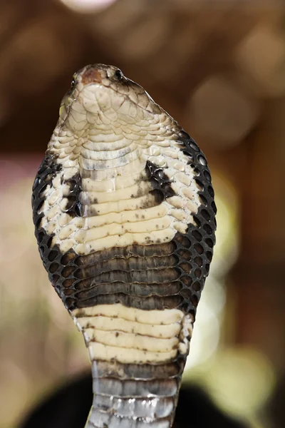 Tailândia, Chiang Mai, um grande Rei Cobra (Naja naja), cobra muito venenosa — Fotografia de Stock