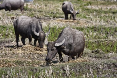 Tayland, chiang mai, baan tong luang, karen Köyü buffalos yükselişi alanı