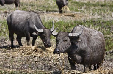 Tayland, chiang mai, baan tong luang, karen Köyü buffalos yükselişi alanı