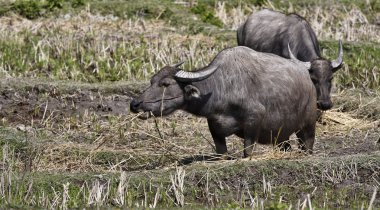 Tayland, chiang mai, baan tong luang, karen Köyü buffalos yükselişi alanı