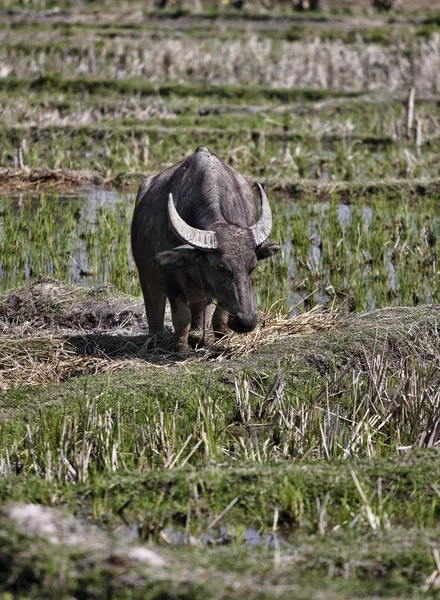 Tailândia, Chiang Mai, Baan Tong Luang, vila de Karen, búfalo em um campo de subida — Fotografia de Stock